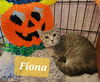 Fiona: Not at the shelter.