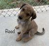 Reed - Not at shelter