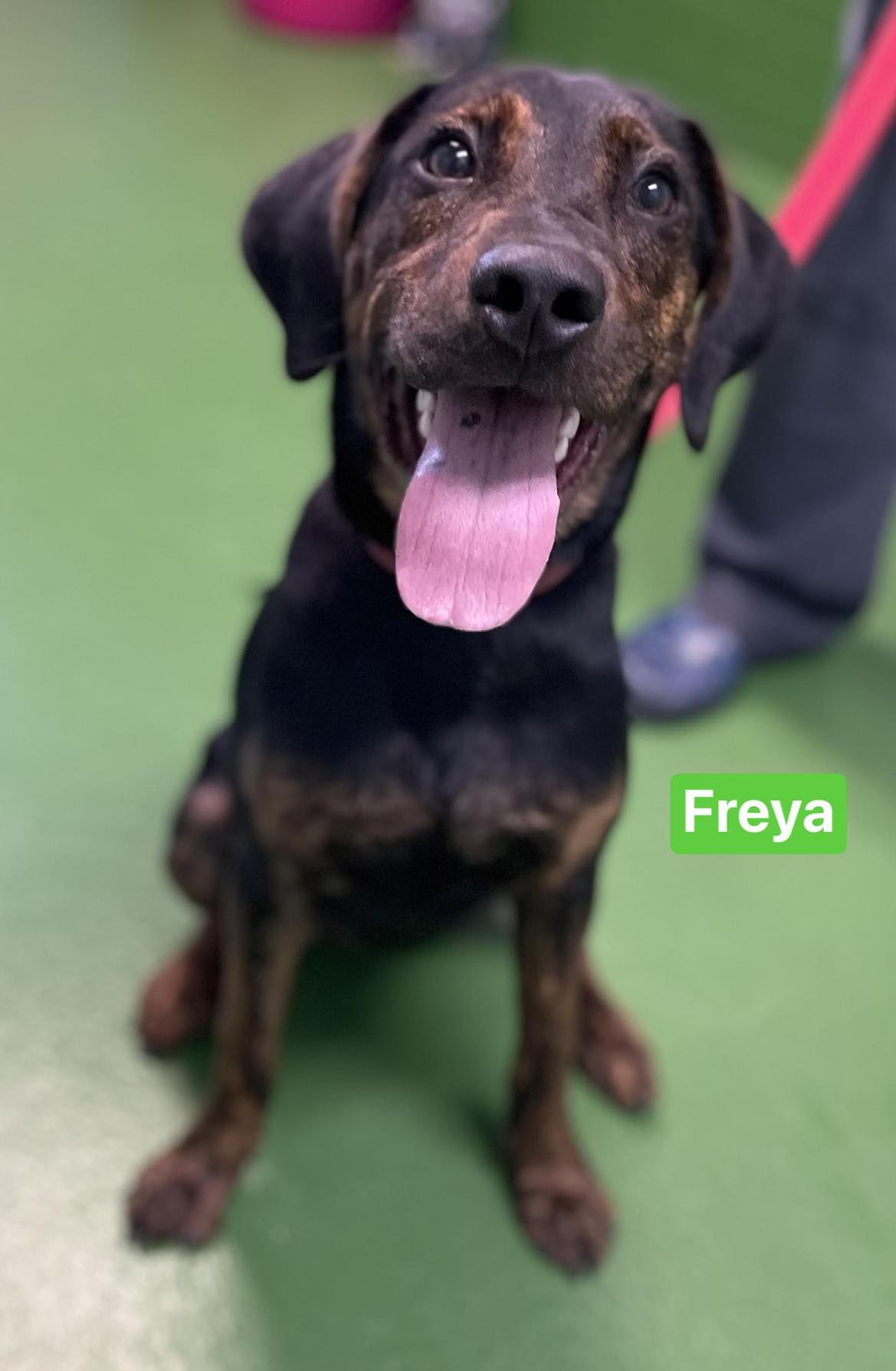 Dog adoption in Rustburg, VA 24588 Plott Hound / Catahoula Leopard Dog