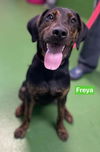 Freya: SPONSORED BY KAREN: at the shelter