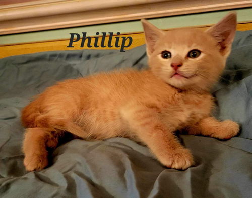 Phillip - not At shelter