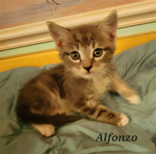 Alfonso: Not At shelter