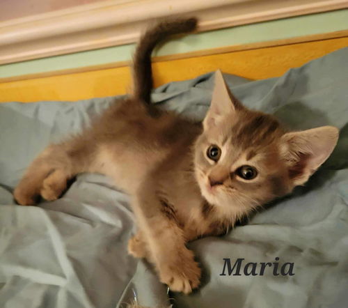 Maria - Not at shelter