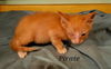 Pirate: visit at Petsmart in Lynchburg