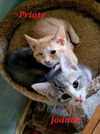 Pirate: visit at Petsmart in Lynchburg