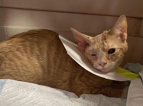 Pirate: visit at Petsmart in Lynchburg