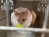 Pirate: visit at Petsmart in Lynchburg