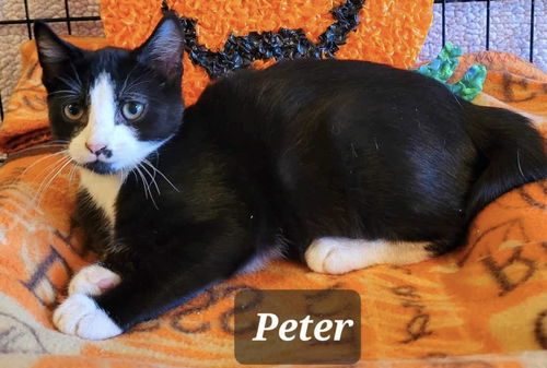 Peter: Not at the shelter