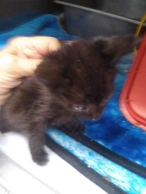 Sassafras - Not at shelter