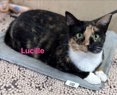 Lucille: Not at shelter (Barbe)