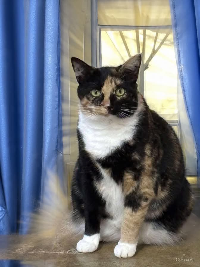 Lucille Not At Shelter Barbe