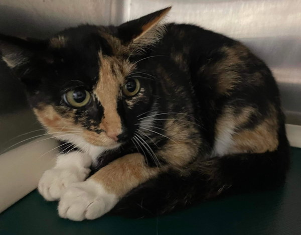 Lucille: Not at shelter (Barbe)