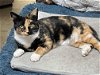 adoptable Cat in rustburg, VA named Lucille: Not at shelter
