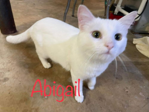 Abigail: Visit at Lynchburg Petsmart