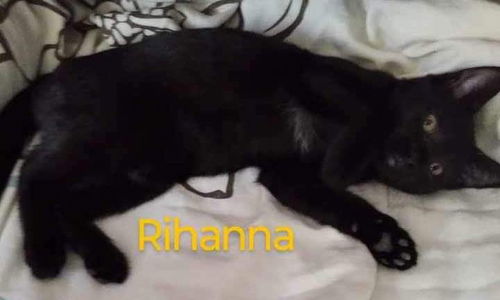 Rihanna - At Petsmart