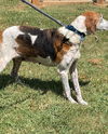 Ashlee: Adoption pending