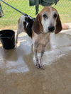 Ashlee: Adoption pending