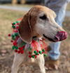 Ashlee: Adoption pending
