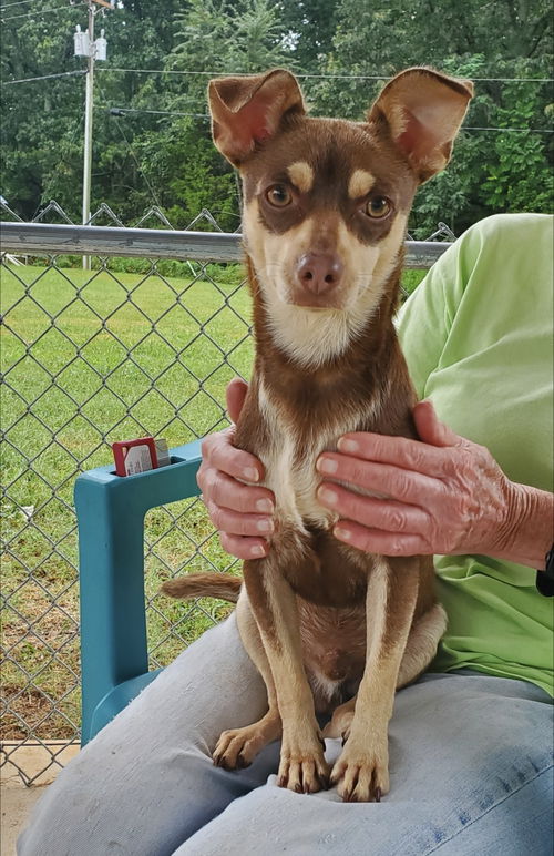 Henry - At the shelter