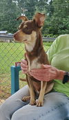 Henry - At the shelter