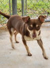 Henry - At the shelter