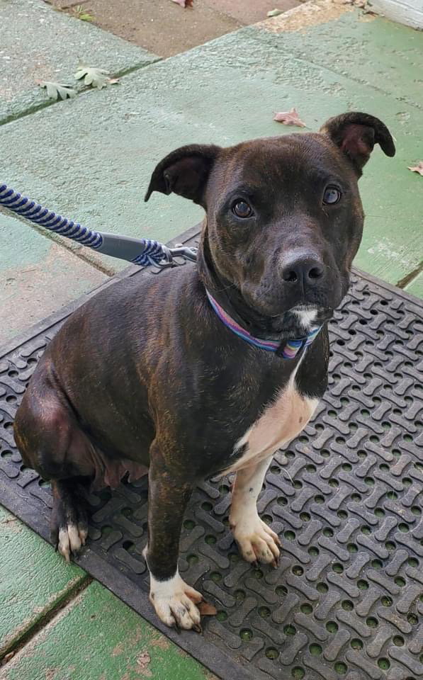 Dog adoption in Rustburg, VA 24588 Pit Bull Terrier / Mixed (short coat) Dog "Glory At the
