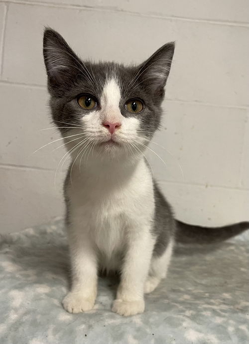 Nomad: Visit at Petsmart in Lynchburg