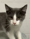 Nomad: Visit at Petsmart in Lynchburg