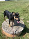 Nate: At the shelter