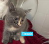 Tissaia: Not At shelter
