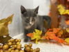 Tissaia: Not At shelter