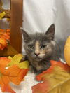 Tissaia: Not At shelter