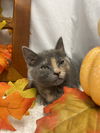 Tissaia: Not At shelter