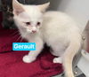 Geralt: Not at shelter