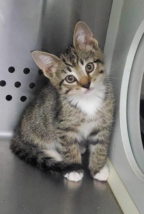 Maize: At Lynchburg Petsmart
