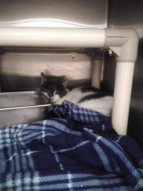 Pretty Boy - At shelter