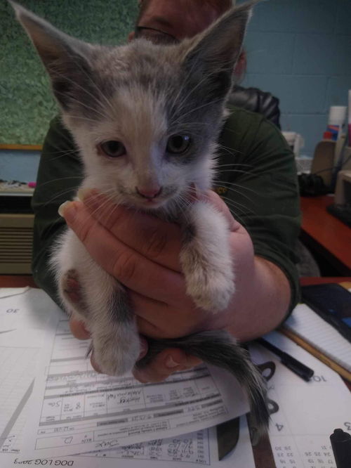 Billy: visit At Petsmart Lynchburg