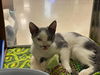 Billy: visit At Petsmart Lynchburg