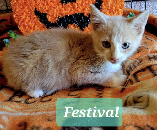 Festival: Visit him at Petsmart in Lynchburg