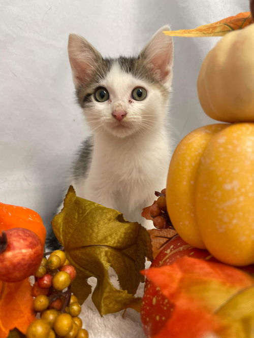 Gyb: Vist At Petsmart Lynchburg