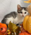 Gyb: Vist At Petsmart Lynchburg