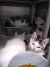 Mite: visit At Petsmart Lynchburg