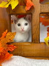 Mite: visit At Petsmart Lynchburg