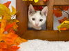Mite: visit At Petsmart Lynchburg