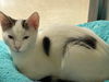 Mite: visit At Petsmart Lynchburg
