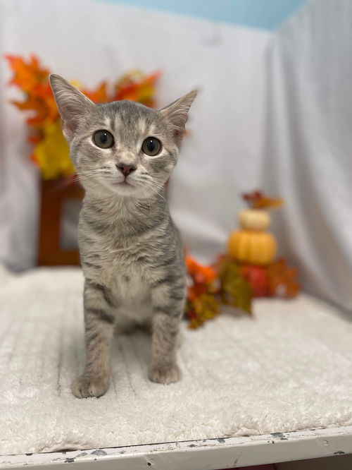 Edith Crawley: Visit at Petsmart in Lynchburg