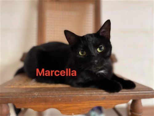 Marcella: not at the shelter