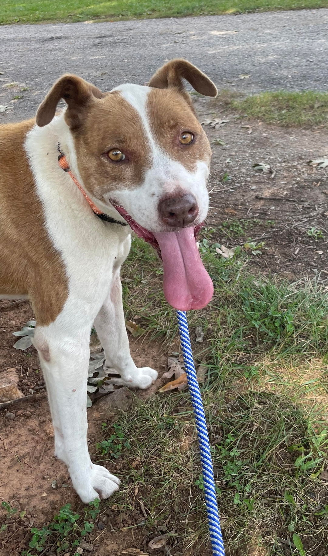 Dog for Adoption - Reba: At the shelter, a Hound in Brookneal, VA ...