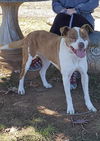 Reba:  At shelter, Sponsored by Gibson Plumbing