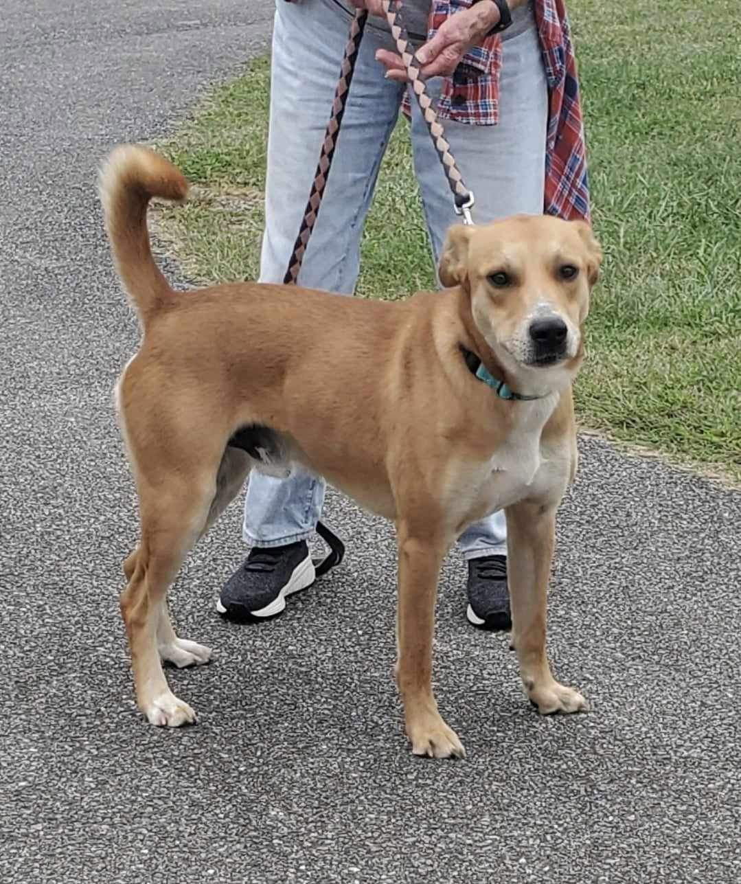 Dog for Adoption Frito At shelter, a Labrador Retriever in Danville